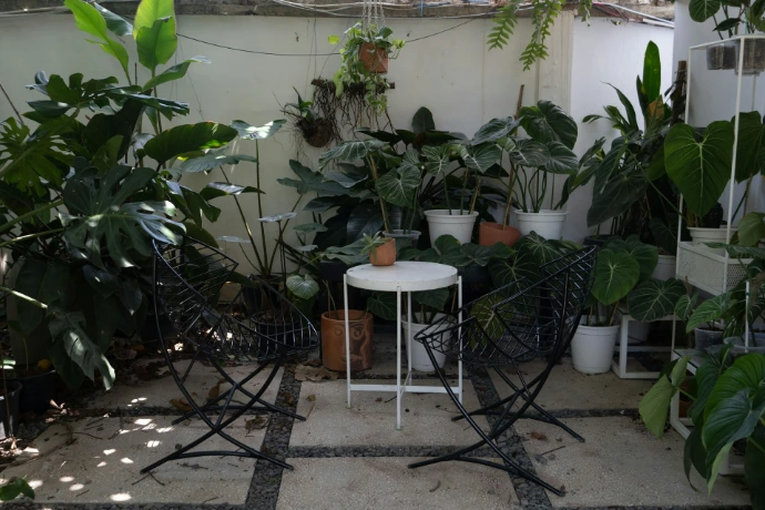 a table and plants outside